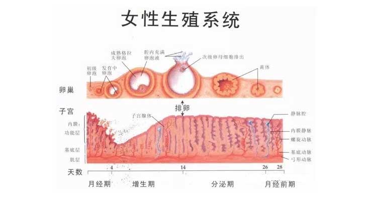 正常月经四要素